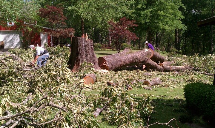 Chipco Big Tree Jobs Tree Trimming & Tree Removal Rosenberg Richmond Houston Sugar Land